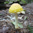 What if God is a Mushroom? (A magical mystery fungal photo tour)